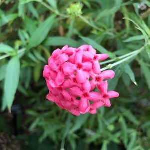 Meet your Posher, Evie